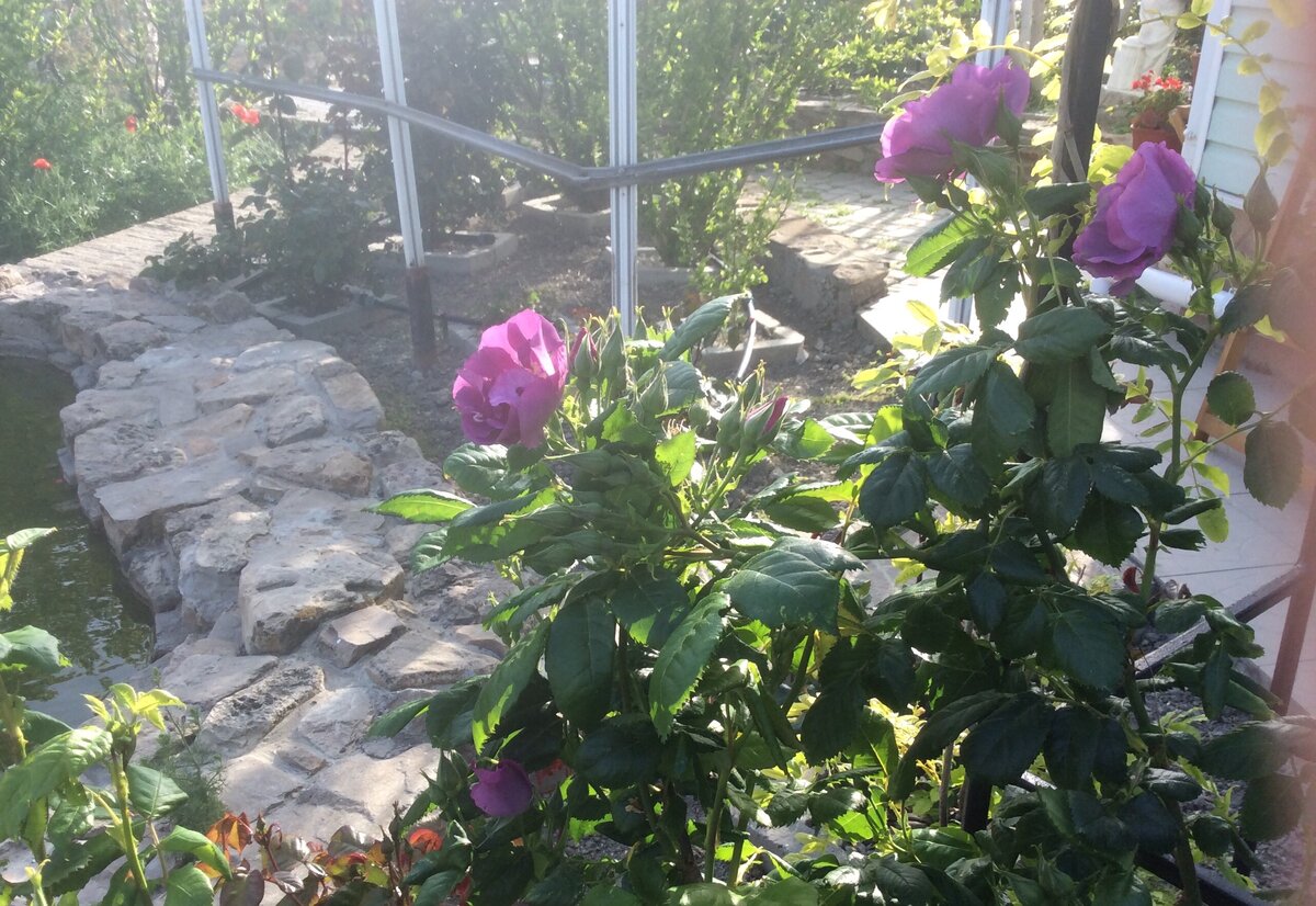 Тот же куст вечером, освещенный заходящим солнцем; вылезти на мощеную дорожку ему должен помешать пока ещё маленький кустик Road-66.  Дизайнерский замысел (если воплотится): та роза должна стать кустом таким же по размеру, но цветки чёрного цвета (темно-темно-фиолетовые, чтобы быть точнее). И они будут замечательно выглядеть в паре на фоне друг друга.