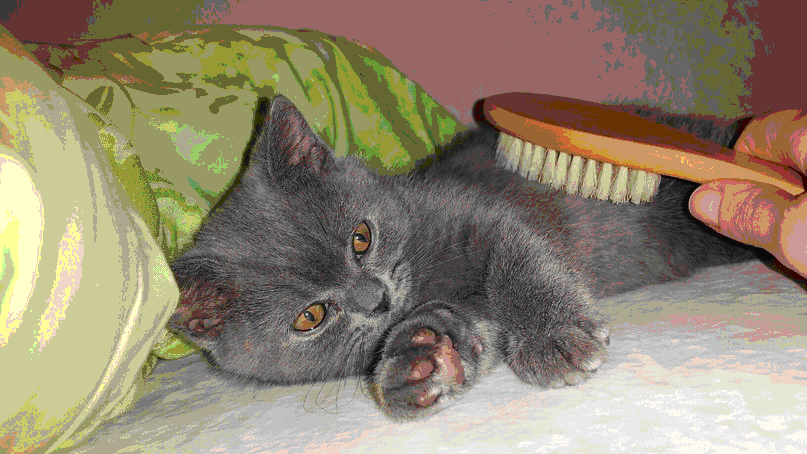 британский котенок из питомника House Arletta British