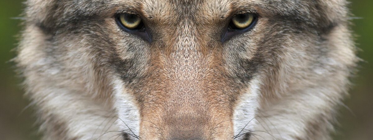 Вот это взгляд...