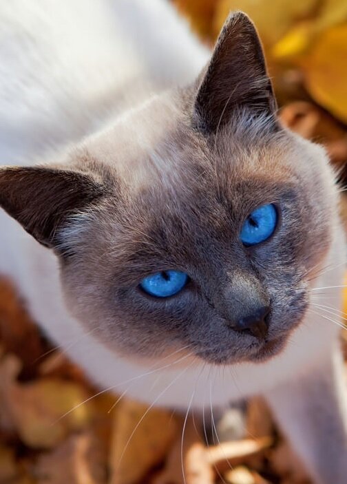 Портрет кота 