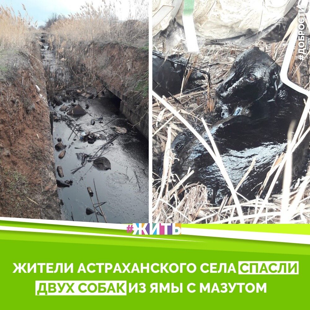 Рубрика "Добрости" ❤😁 
ЖИТЕЛИ АСТРАХАНСКОГО СЕЛА СПАСЛИ ДВУХ СОБАК ИЗ ЯМЫ С МАЗУТОМ

Жители поселка Янго-Аул в Астраханской области спасли двух собак, которые свалились в мазутную яму в окрестностях села. Как сообщает RT, местные жители давно жаловались на опасный объект, но чиновники ничего не сделали, чтобы очистить его от вредных нефтяных отходов и закрыть.

На записи, которая мгновенно разлетелась по социальным сетям, видно, что собаки практически полностью окунулись в ядовитую жидкость - если бы не волонтеры, они бы погибли.

Пса по кличке Малыш отмыли от нефтяной смеси и уже вернули хозяевам, второе животное получило интоксикацию, и ее отправили в специальный приют на восстановление.

