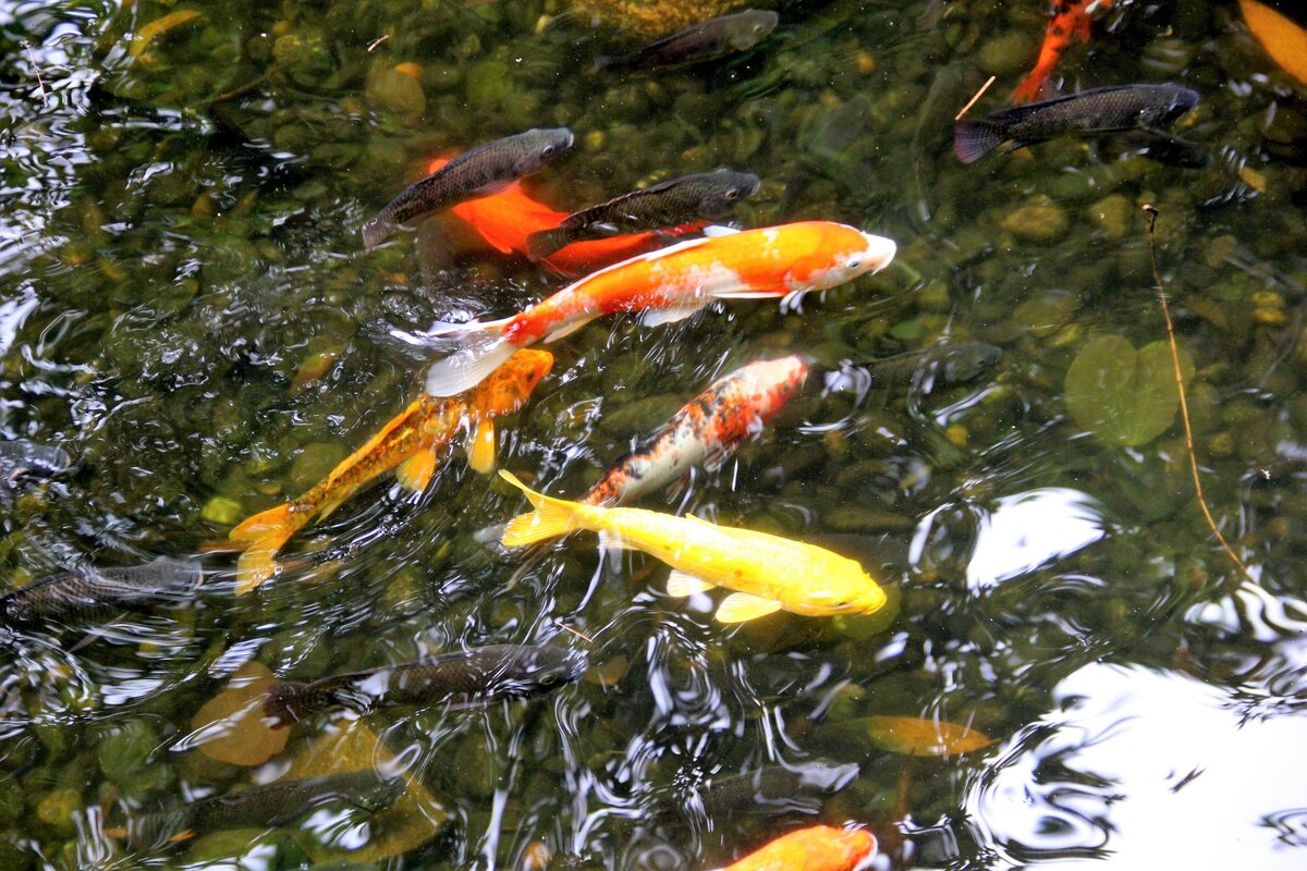 Карпы в пруду