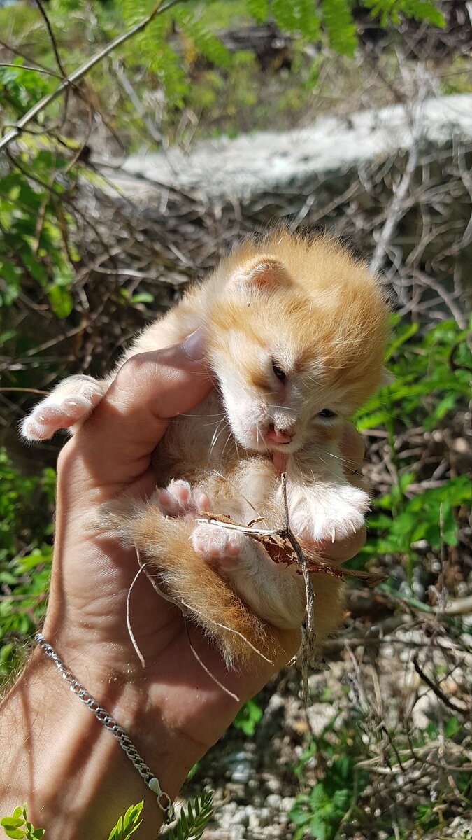 Мой красивый найденыш Мачо, первое знакомство 