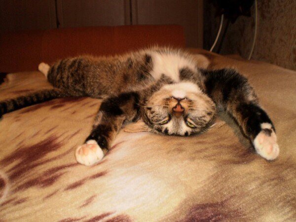 Картинка из открытых источников в сети Интернет