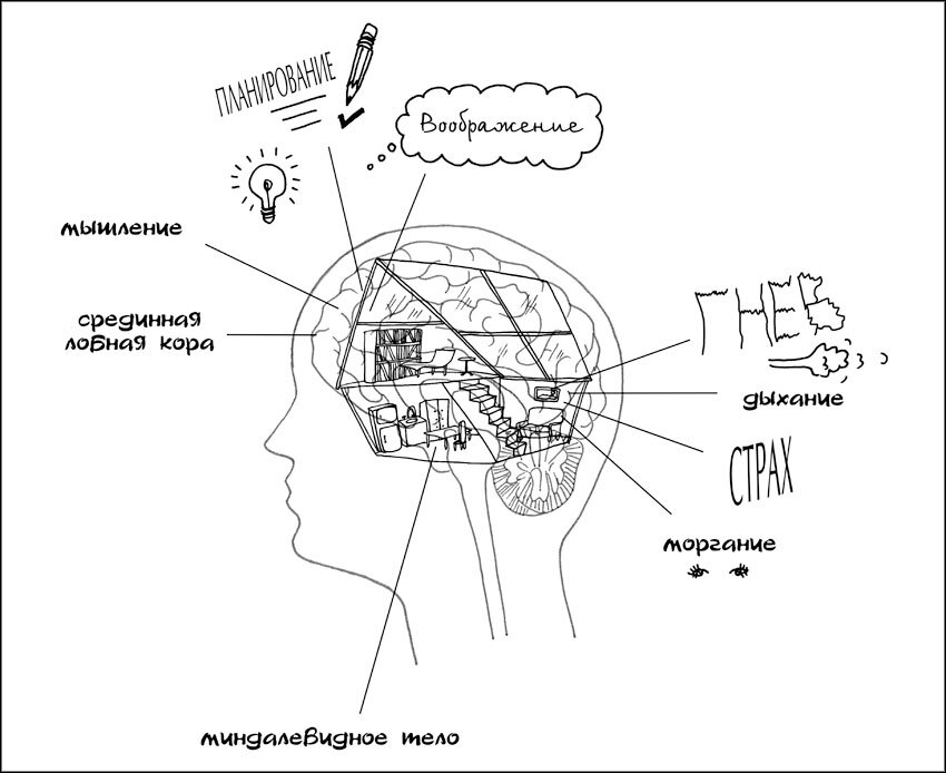 схематичное изображение мозга