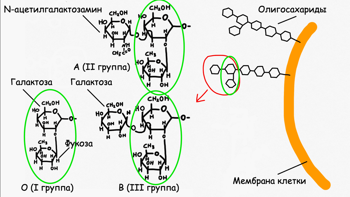 Антигены системы ABO. Закреплённые на поверхности эритроцита олигосахариды различаются у разных групп крови. O – базовый вариант, в случае когда нет ферментов. A образуется при добавлении N-ацетилгалактозамина (производное галактозы), B – при добавлении галактозы.