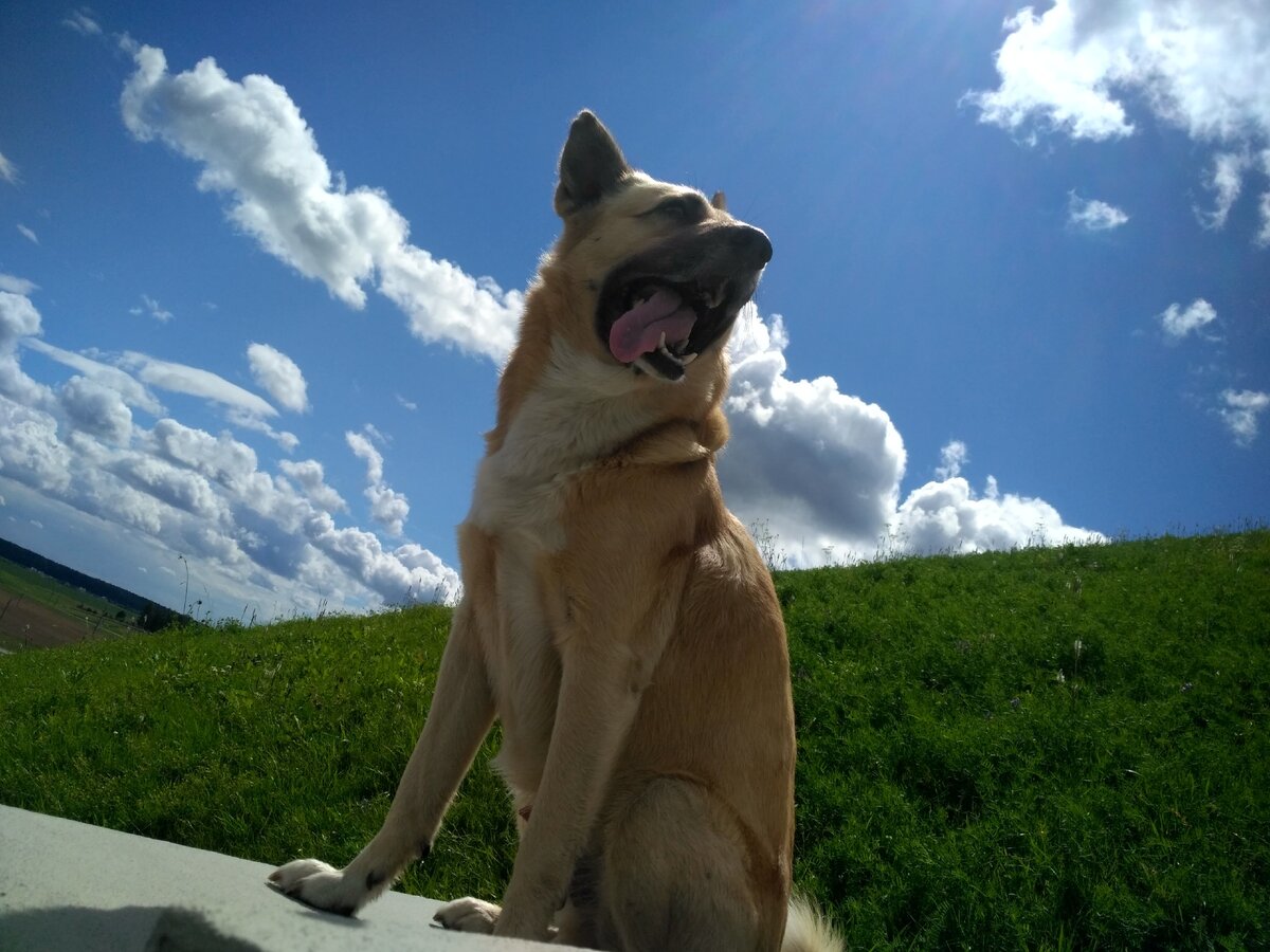 Знакомьтесь! Это Сэм (Семён). Ему 6 лет. В 11 месяцев забрали из приюта. И он стал путешественником и лесным Пёселем.