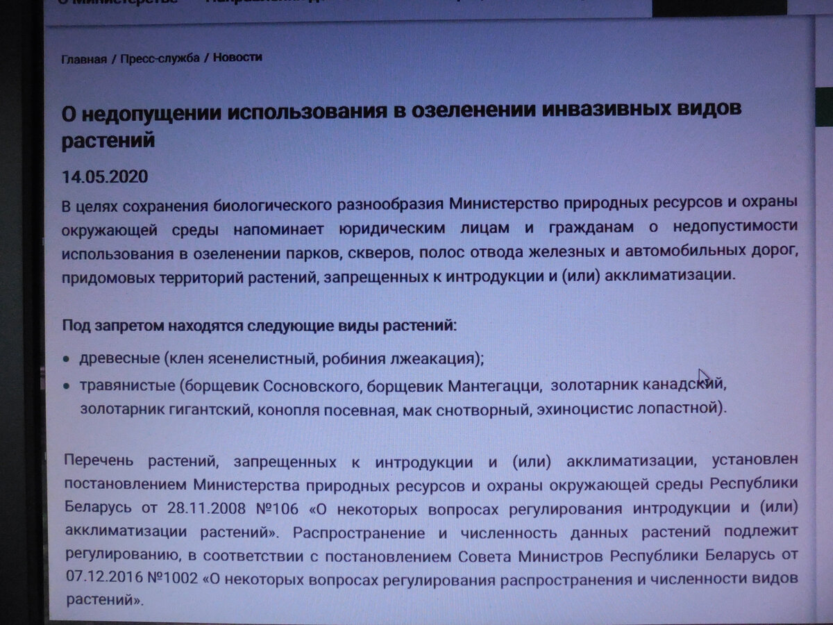 Какие растения попали под запрет в Белоруссии? Может, у нас тоже их  запретить? | Цветы на удачу | Дзен