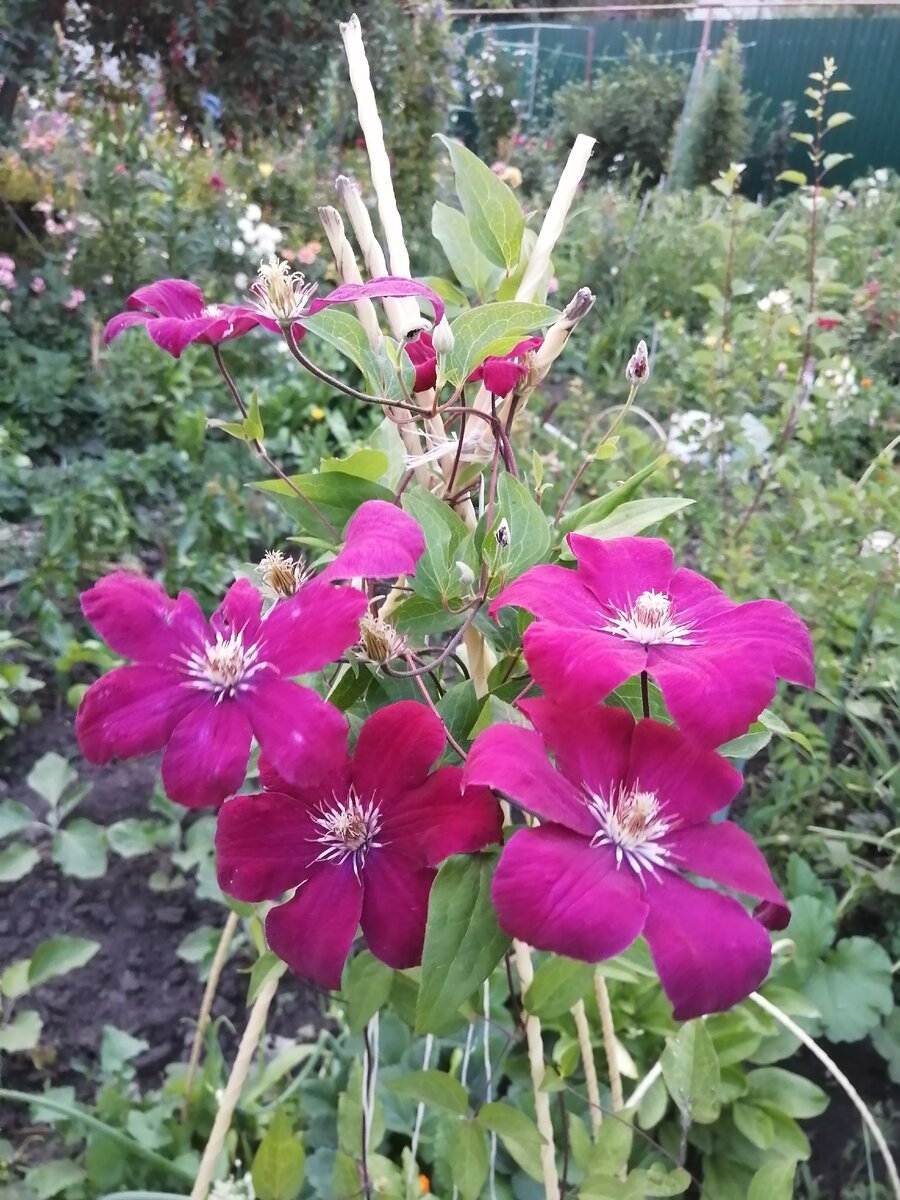 Фото 1. Клематис Rouge Kardinal. Первое цветение в моем саду.