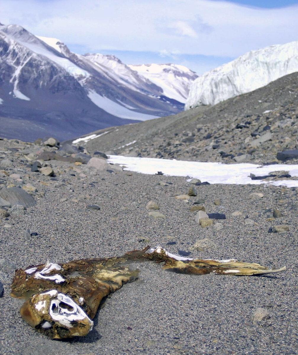 Сухие долины мак мердо. Долина Мак-Мердо. Сухие Долины (Dry Valleys), Антарктида. Сухие Долины земли королевы Виктории.