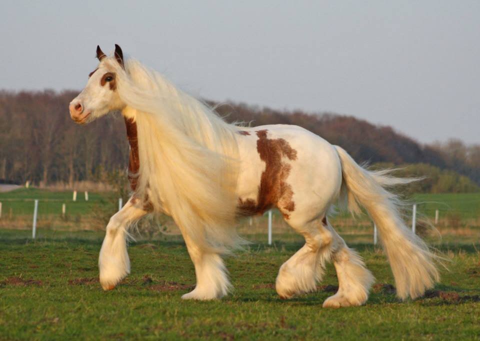 Название происходит от английского «шир» , и переводится, как графство. Большую известность и распространение получила порода шайр-горс или кэрт-горс, которая  произошла от голландских жеребцов и местных кобыл. Несмотря на своё древнее происхождение, она в массе не совсем однородна. Тип её весьма разнообразен — от лошади необычайного размера и веса, годных только для езды шагом, до крупных и складных, пригодных уже и в плуг, и в воз.