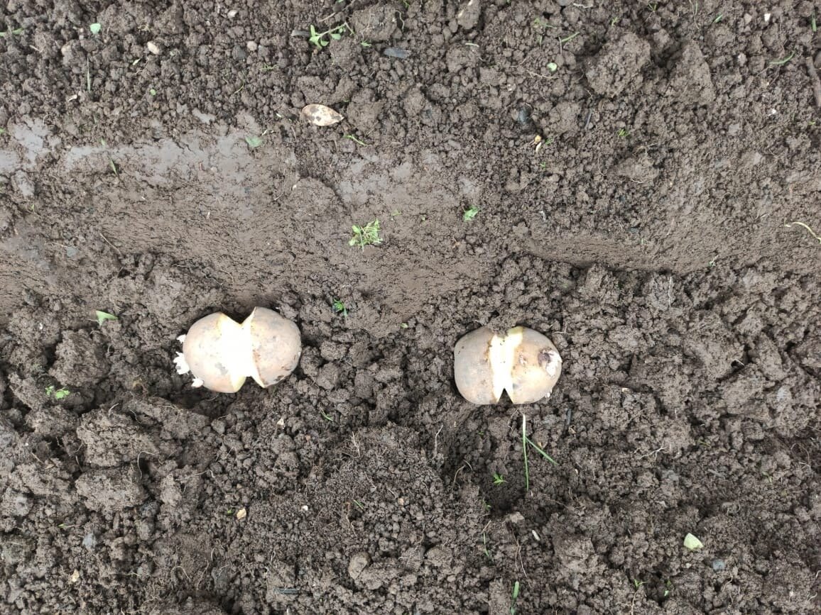Фото сделано автором (картофель в траншее)