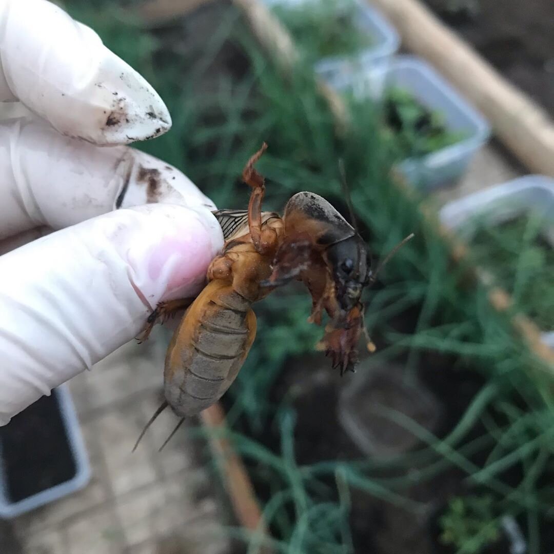 В прошлом году до применения средства еще ловила... 