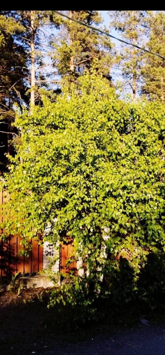 Вот моя деревня, вот мой дом родной!