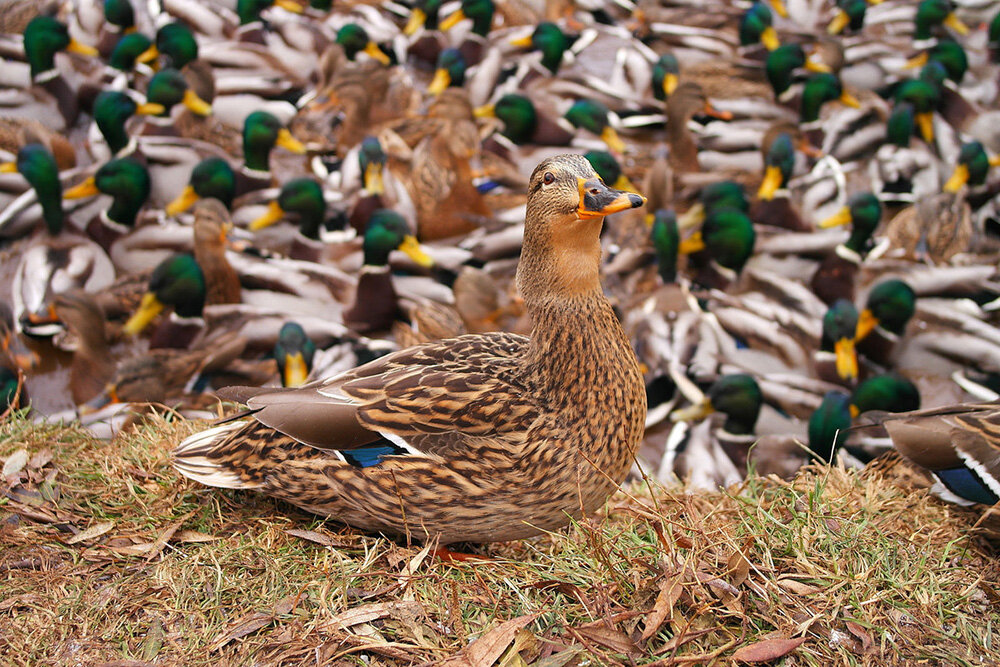 Утка купается в лучах внимания... фото из открытых источников.