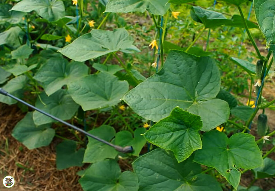 Подкормка огурцов