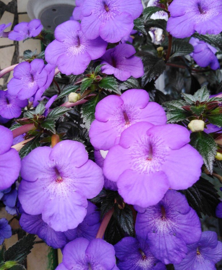 Achimenes longiflora