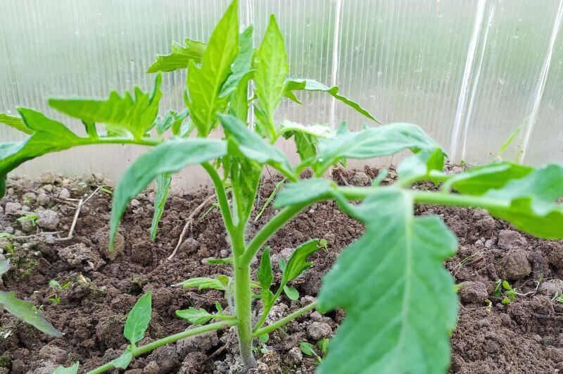 Томаты растут в теплице.