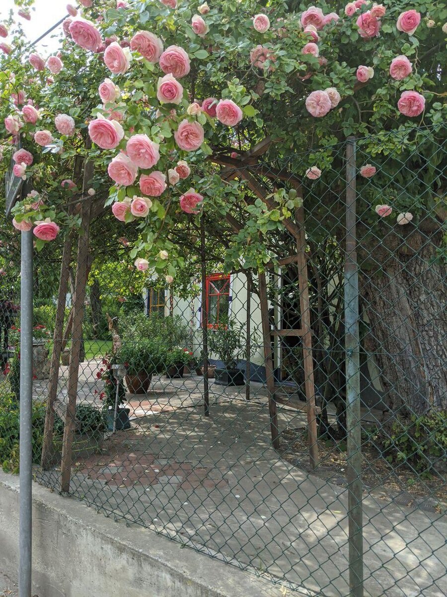 Красивые розы, недалеко от дома 