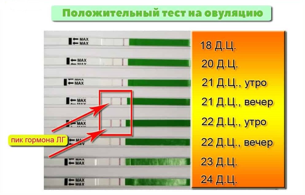 Виды тестов на беременность. Как правильно сделать тест на беременность.