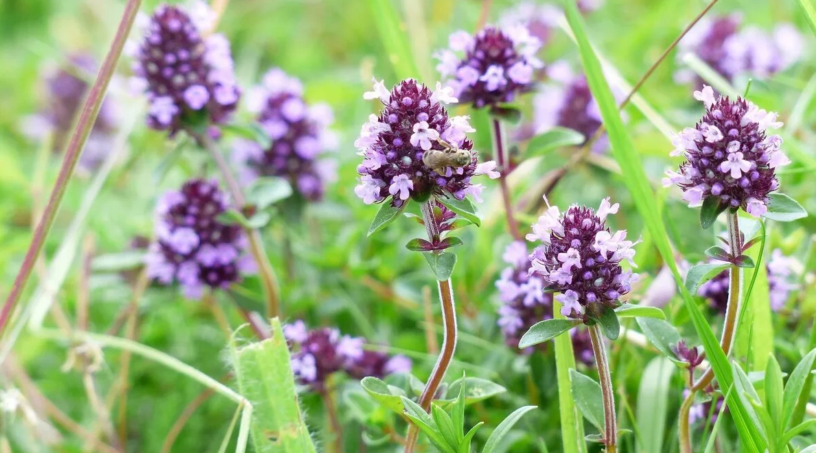 Трава для бани чабрец - полезные свойства и как правильно запаривать?