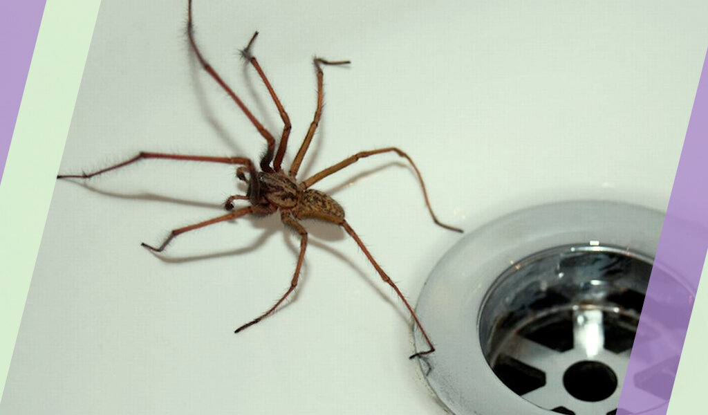 Как пауки попадают в квартиру