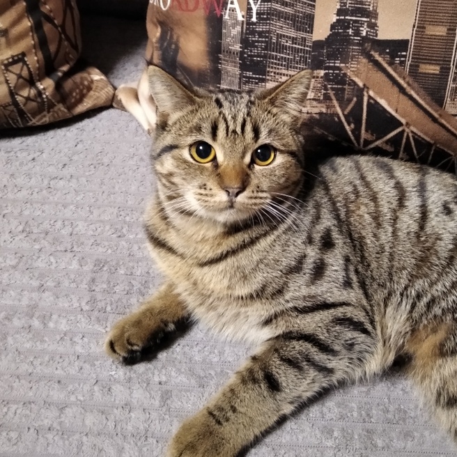 Кошка по имени Мери. 
