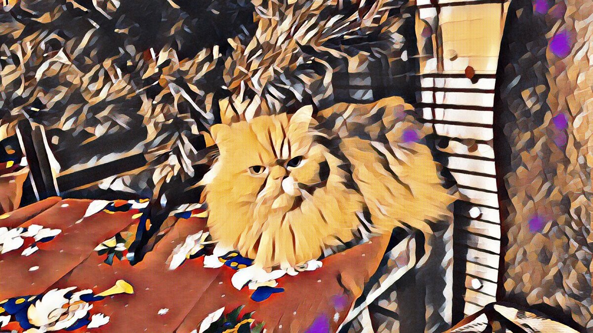 Кот Тимофей