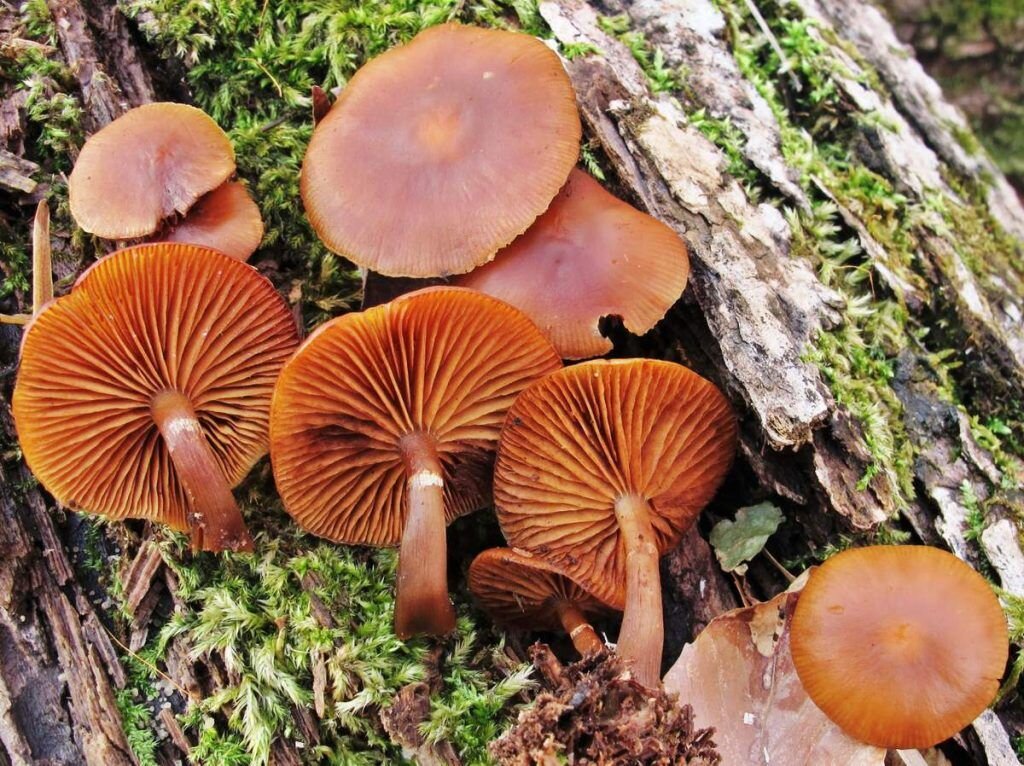 Фото взято из открытых источников.