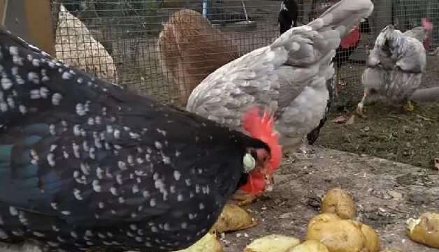 Вареный картофель курам заходит на УРА!