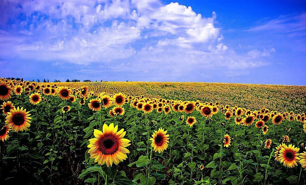 Кубань - солнечный край