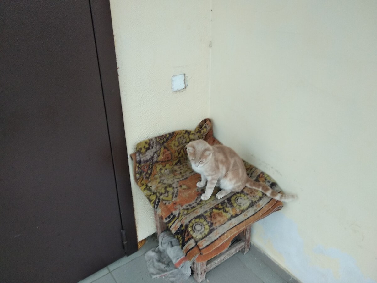 кошка сама выбрала себе дом