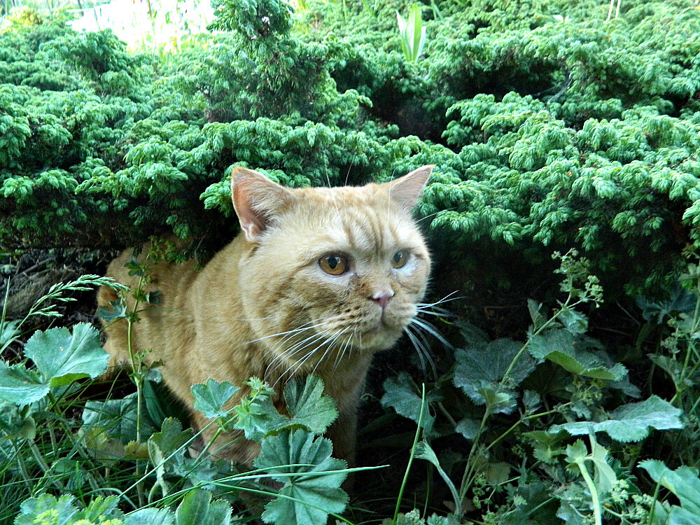 Ёся на даче