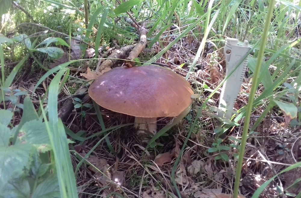 Это просто ножик маленький