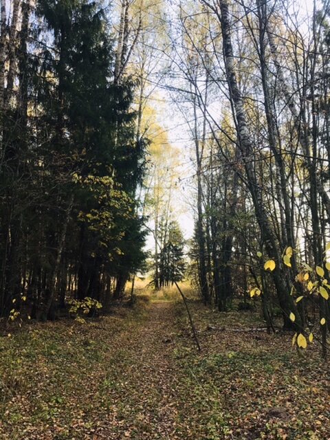 Золотая осень 🍁