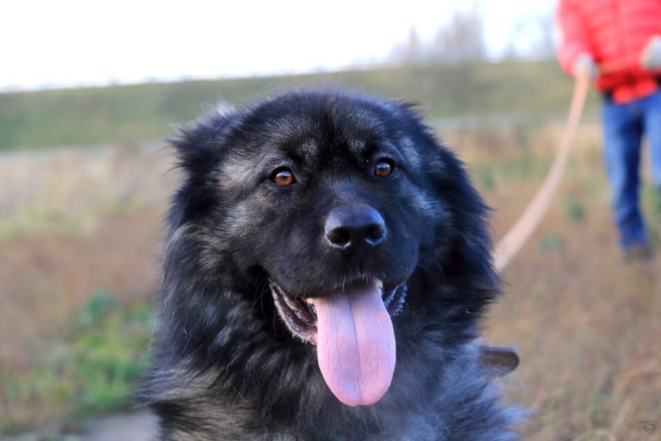 Поэтому теперь, как и в ситуации с Ноэлем и Люком, в игру придётся вступить профессору Шубе. Мы будем регулярно водить их на прогулки вместе, чтобы Шуба объяснял Вилли правила хорошего тона и этикета.  Помимо этого Вилли регулярно занимается в вольере послушкой. Имея характер восточно-европейской овчарки, ему это в кайф. Ему нравится, когда ему нагружают голову и заставляют думать. Ему очень нравится общаться с людьми, поэтому Вилли стал одним из драконов-аниматоров Дудусик Дог.
Надеюсь, что через пару-тройку месяцев Вилли поумнеет, окультурится и станет готов к пристройству в самую лучшую семью.
А пока, пользуясь моментом, хочу пригласить всех желающих кв гости к Вилли и к остальным драконам! Договориться о посещениях можно по телефону 8-916-816-85-03 (Анастасия).
