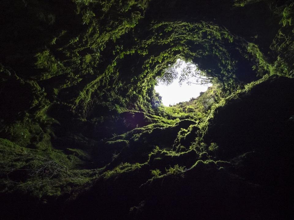 фото взято с ресурса https://www.forbes.com/sites/linhanhcat/2019/08/14/it-turns-out-you-can-photosynthesize-in-dark-caves/?sh=192eb6637805
