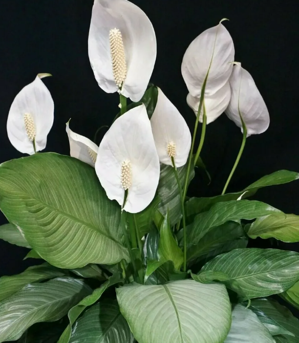 Спатифиллум-женское счастье