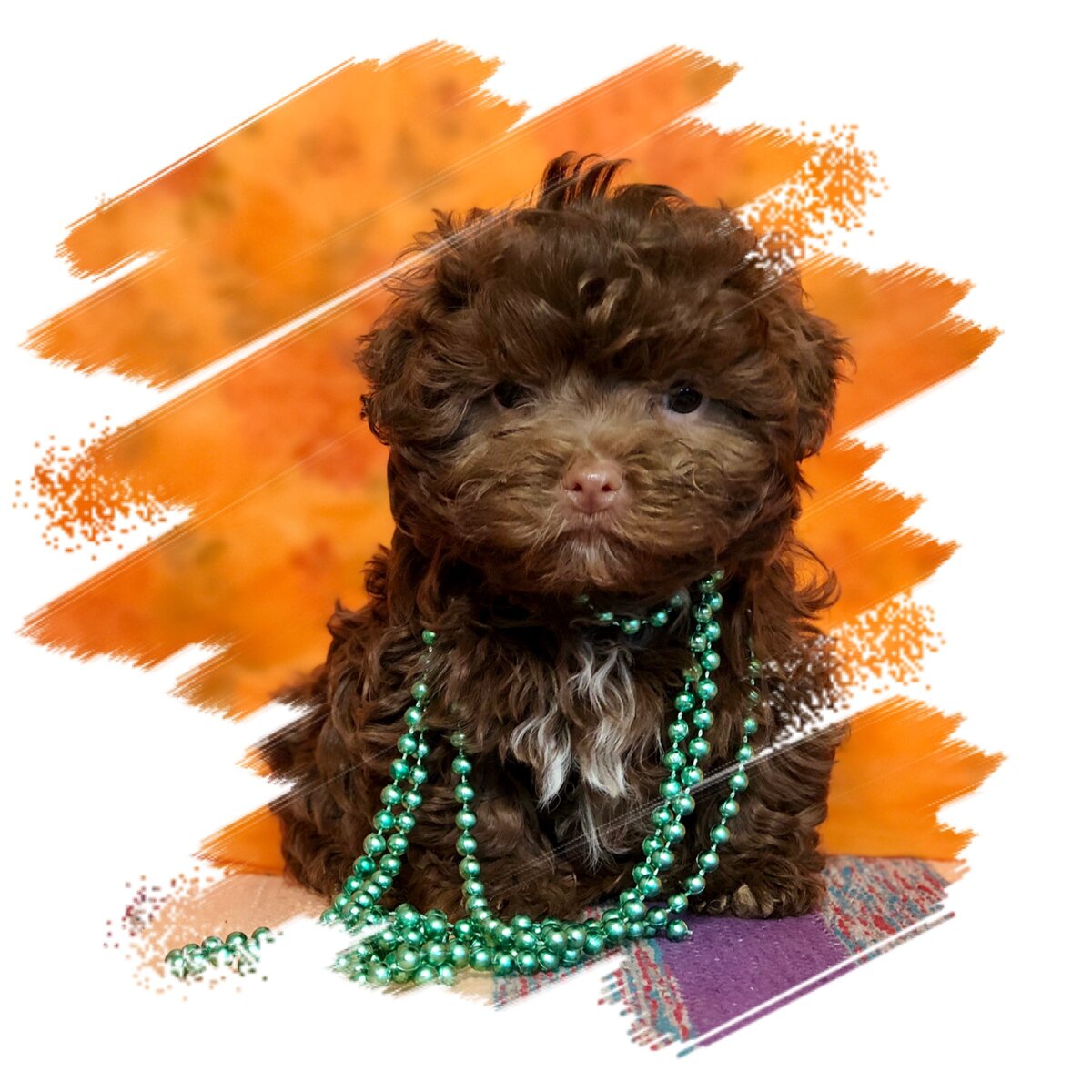 Русская цветная болонка