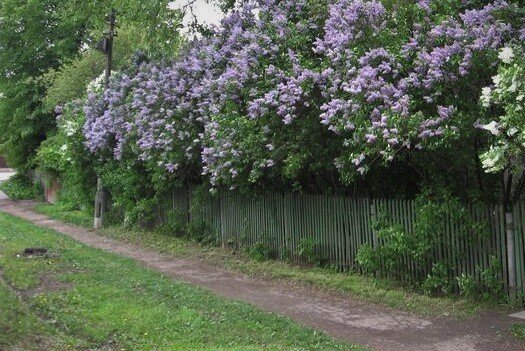 «Весенние подснежники»