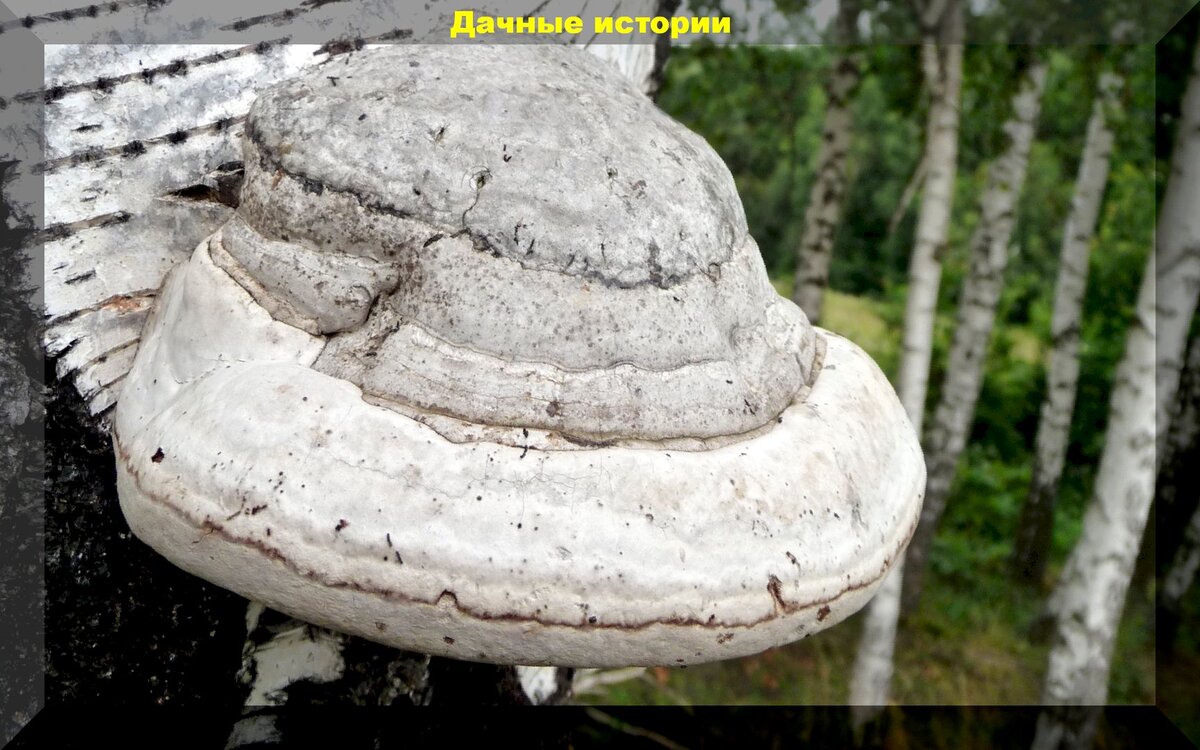 https://vk.com/photo-159774511_457244710