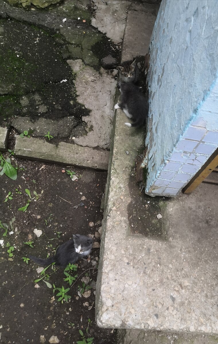 Фото сделано в начале лета. Это только часть, остальные в траве. Фоткал, отправлял в группы зоозащитников. Все глаза в гное. Мне, конечно, их жалко но брезгливость сильнее.
