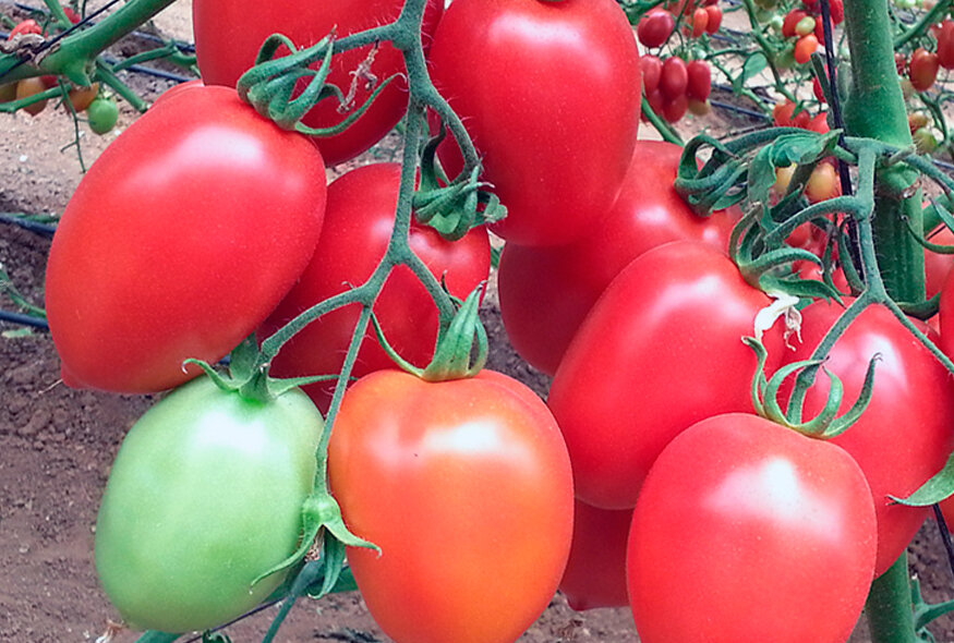 супер ранние сорта томатов