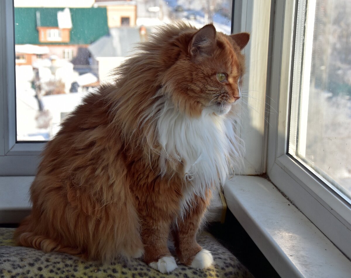 копна лохматая