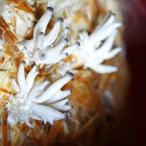 А вы когда-нибудь мечтали вырастить у себя на участке грибы вёшенки? Вот и я однажды соблазнилась на посулы продавца и приобрела заветный пакетик с мицелием.