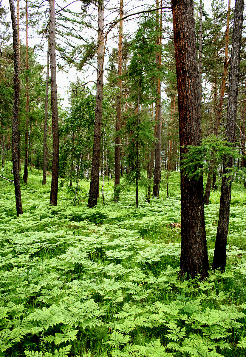Фотография, стихотворение Василия Глуцкого