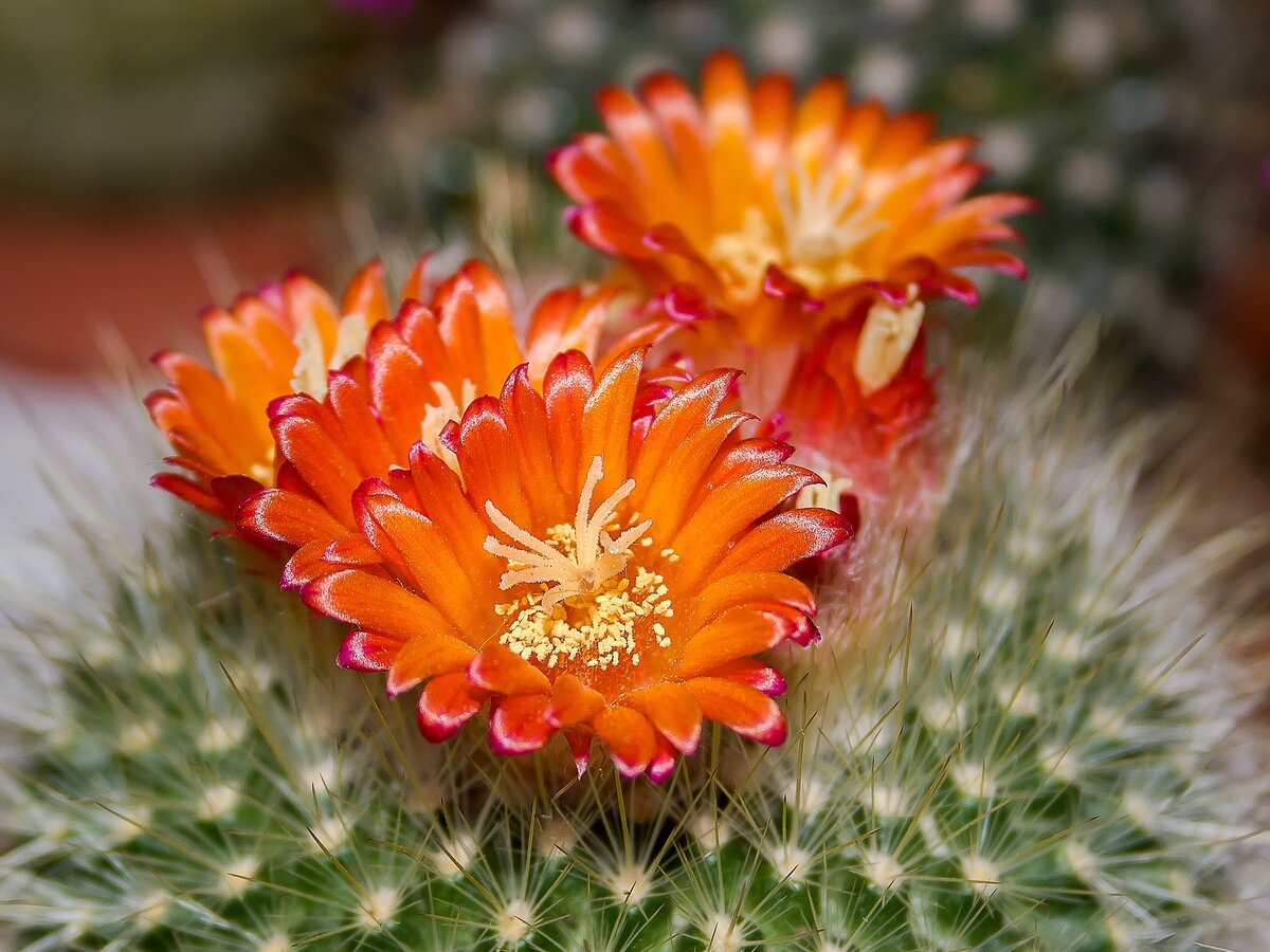 Фото: pixabay.com