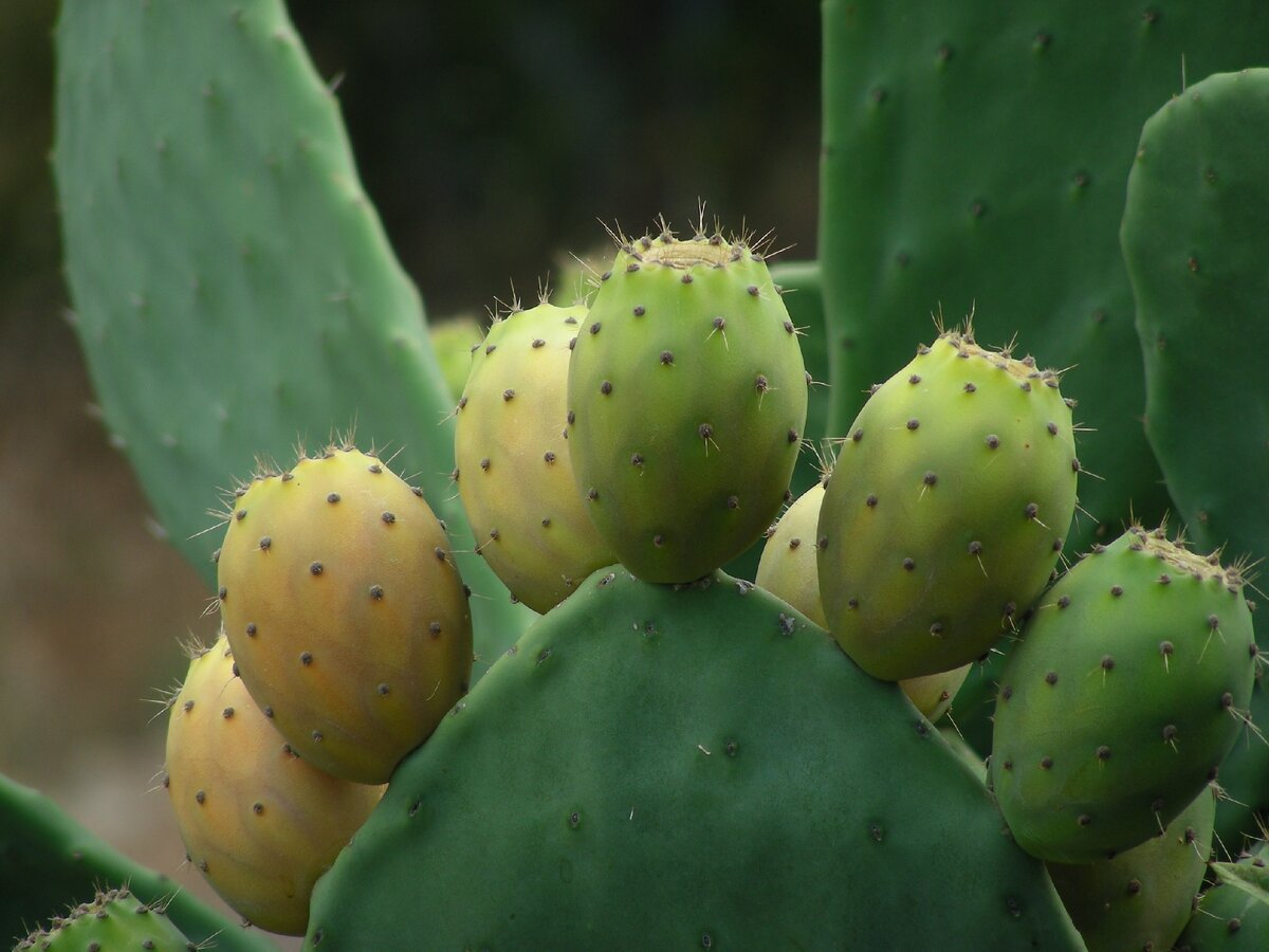 Кактус Нопаль (Nopal) — Opuntia ficus indica 