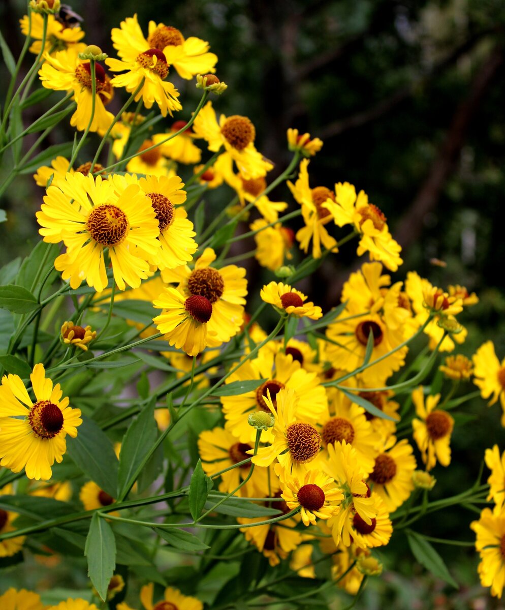 Гелениум осенний Helenium autumnale