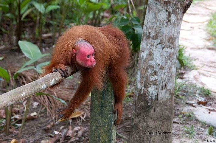 Красный уакари (Ист. изобр. https://commons.wikimedia.org/)